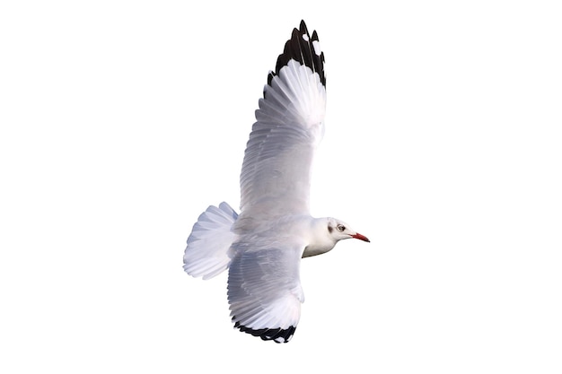 Beautiful seagull flying isolated on white background.