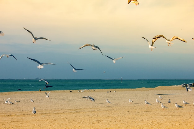 Красивые чайки летают возле пляжа
