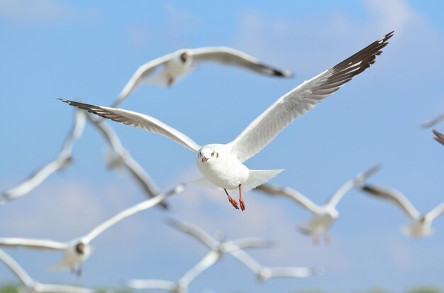 Foto bellissimi gabbiani che volano nel cielo blu.