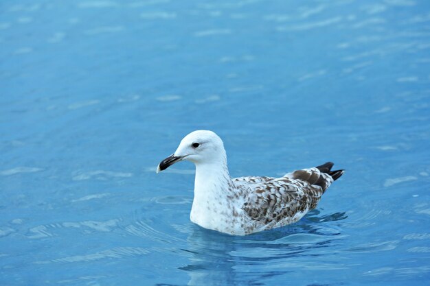 Beautiful seagulls on water