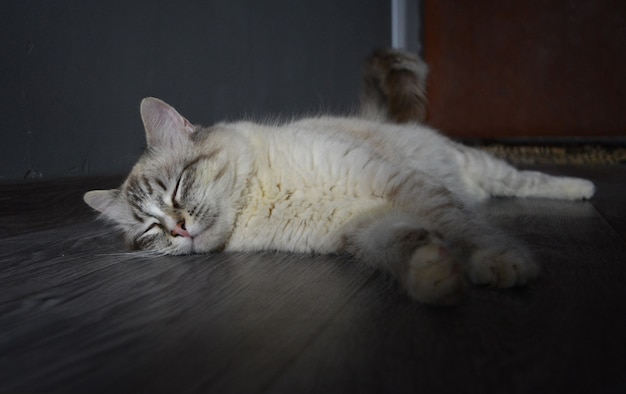 Foto bello gatto del tabby point della guarnizione che riposa sul pavimento