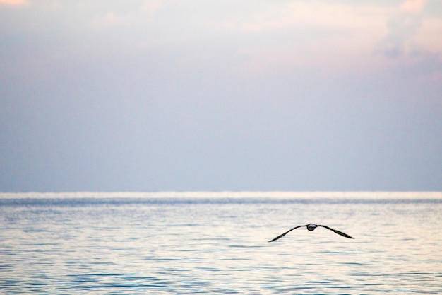 Beautiful seascape. Seagulls on the sea. Seagulls on the shore