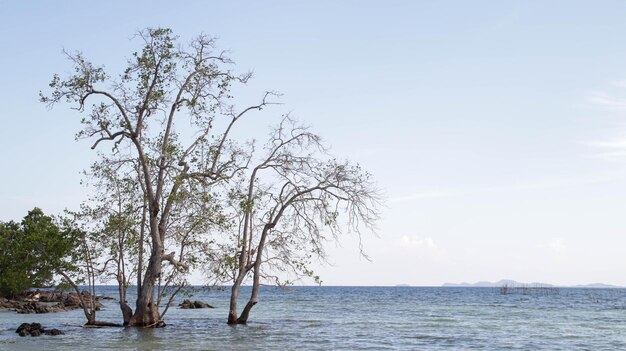 Beautiful seascape with mangrove tree growing in the middle of the sea near the beach shore blue clear sky and horizon with copy space