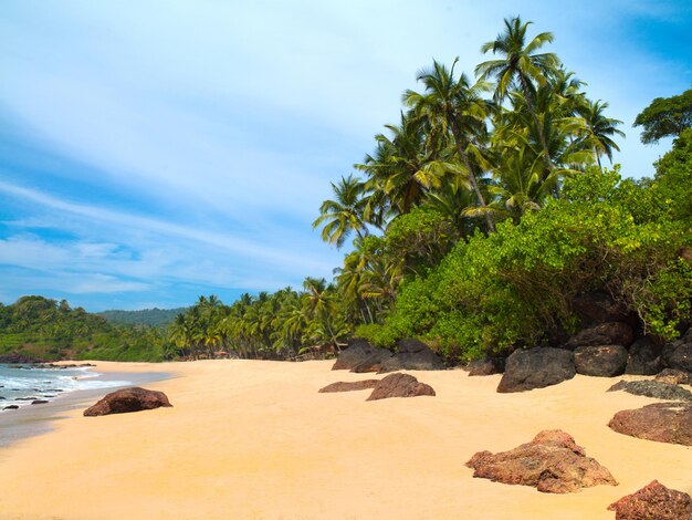 Beautiful seascape with palm trees against the blue sky