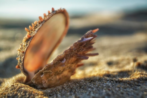 Beautiful seashell on a beach sea sand