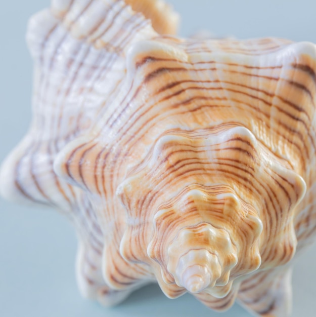 beautiful seashell on blue background