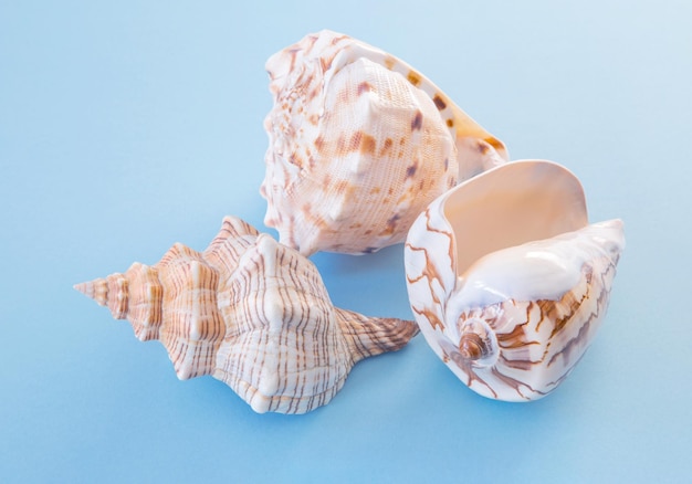 beautiful seashell on blue background