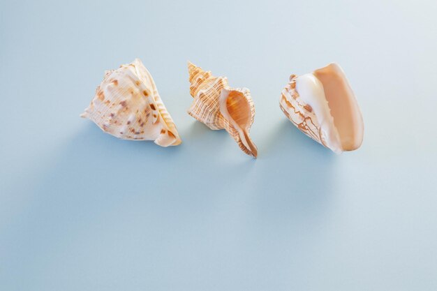 beautiful seashell on blue background