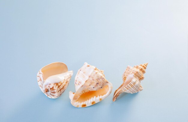 beautiful seashell on blue background