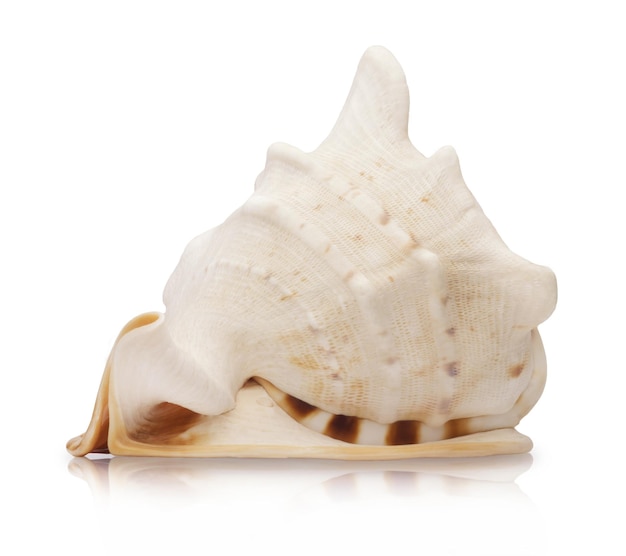 Beautiful seashell isolated Macro nature