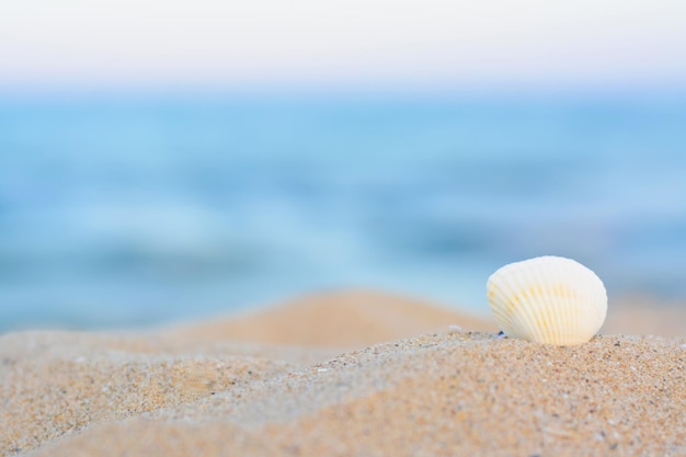 Beautiful seashell in sand on beach closeup space for text