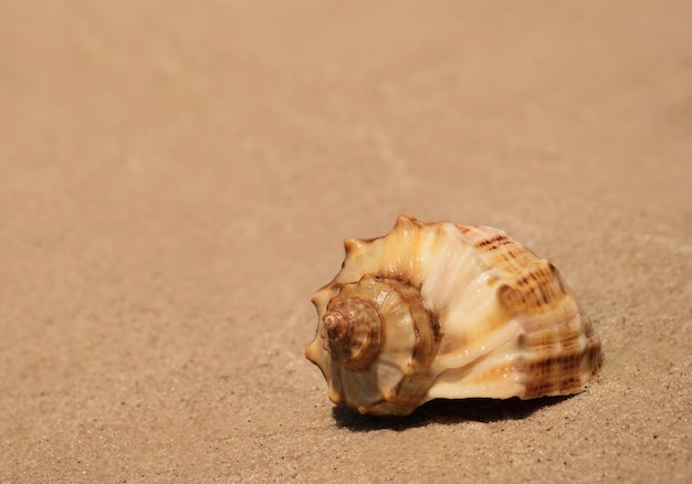 Beautiful seashell on sand shore