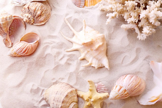 Beautiful seashells on sand background