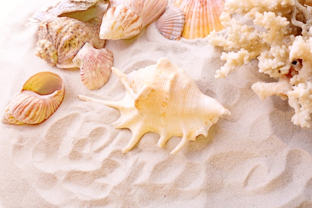 Beautiful seashells on sand background