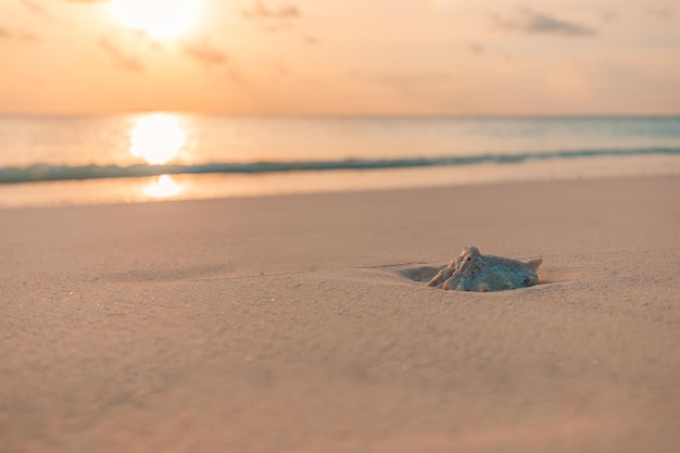 Beautiful seashells on sand. sea waves on the golden sand at beach. Idyllic cast away, inspirational