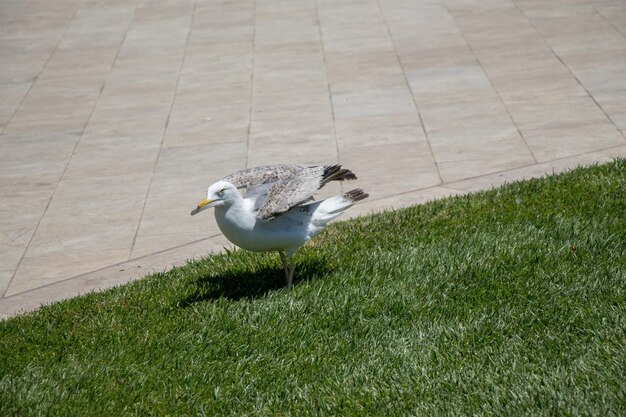 Photo beautiful seaside bird seagull on the green grass