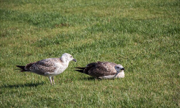 Photo beautiful seaside bird seagulls on the green grass