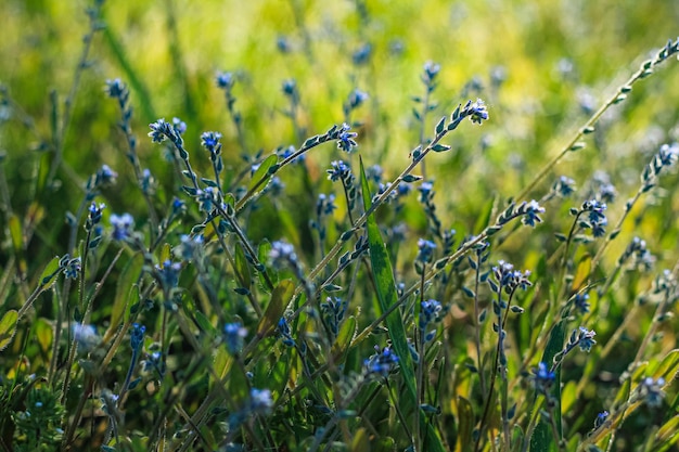 Beautiful shadows Dawn fresh greenery and meadow flowers Natural background