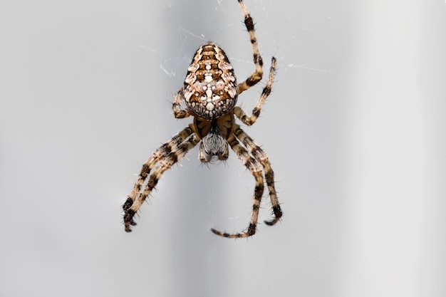 A beautiful shaggy spider weaves a web.