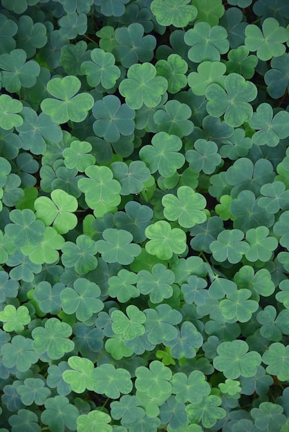 beautiful shamrock in the forest