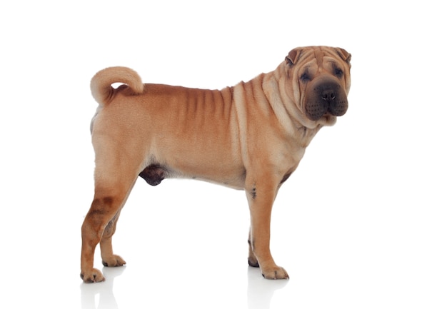 Beautiful Shar Pei Dog Breed 