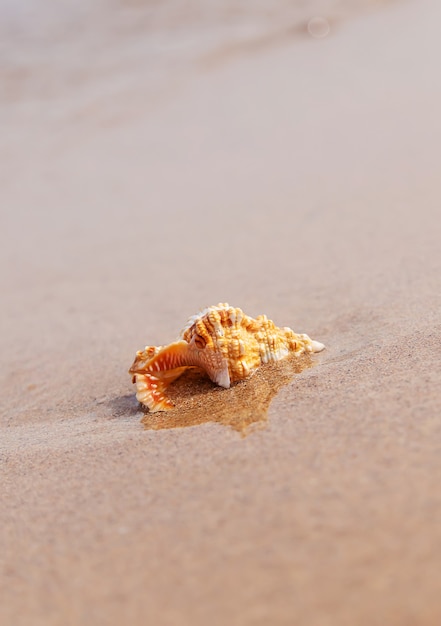 Photo beautiful shell on the seashore