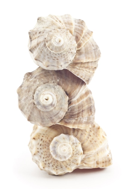 Photo beautiful shell on a white surface for your design