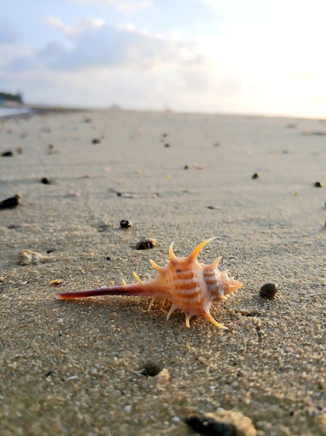 Красивая ракушка с острыми шипами на песчаном берегу океана.