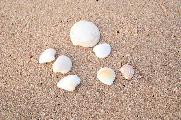 beautiful shells on the beach