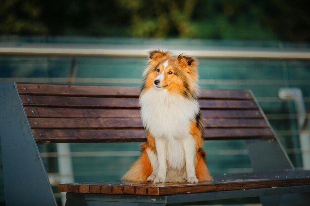 Beautiful Shetland sheepdog at the morning