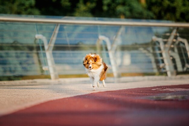 Beautiful Shetland sheepdog at the morning