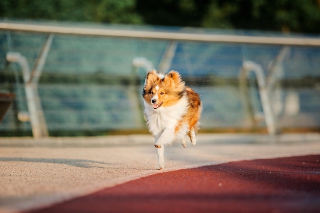 Beautiful Shetland sheepdog at the morning