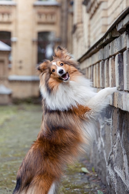 아름다운 셰틀랜드 쉽독 Sheltie dog 야외