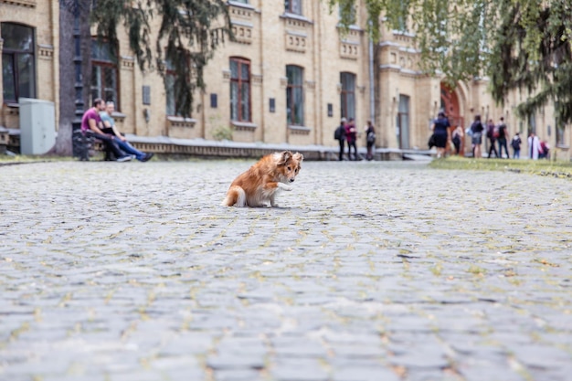 美しいシェットランドシープドッグシェルティー犬屋外