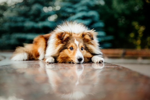 Bellissimo cane da pastore shetland sheltie cane all'aperto