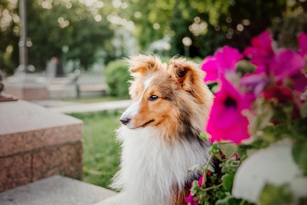 아름다운 셰틀랜드 쉽독 Sheltie dog 야외