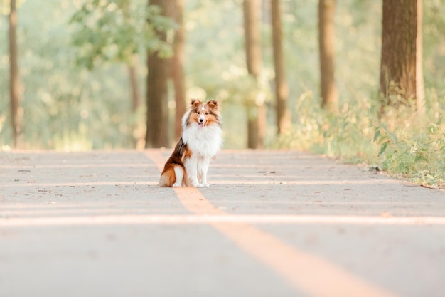 Beautiful Shetland sheepdog Sheltie dog outdoor