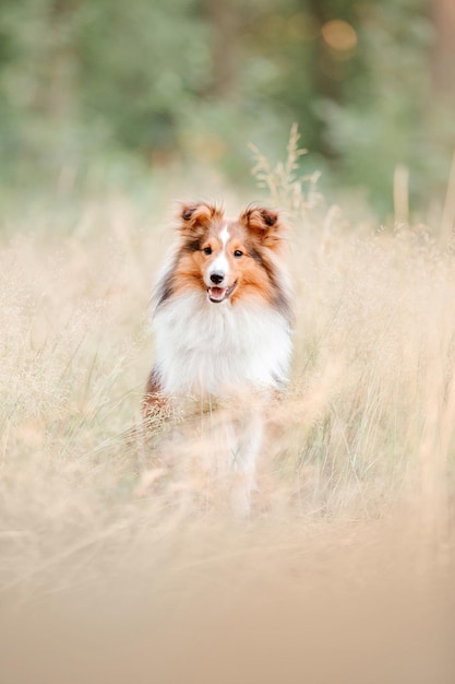 Beautiful Shetland sheepdog Sheltie dog outdoor