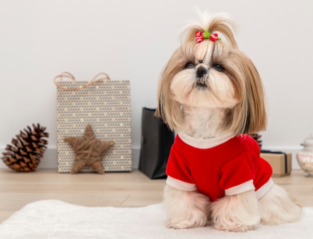 A beautiful Shih Tzu dog wearing a red Christmas sweater