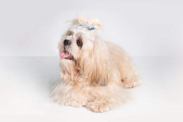 Beautiful Shih tzu show class dog on white background