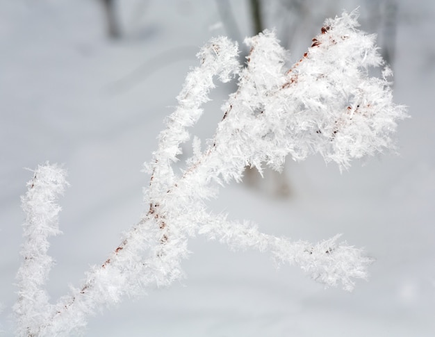 Beautiful shining hoarfrost on a twig (macro)