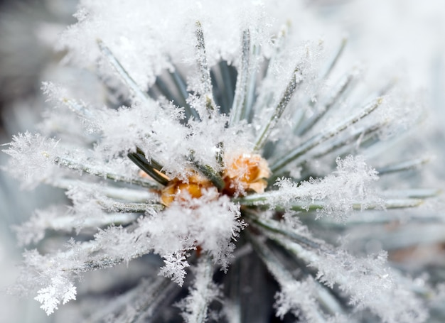 Beautiful shining hoarfrost on a twig