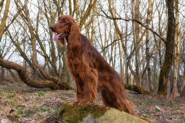 Photo beautiful shiny red irish setter stands on the stone among trees spring