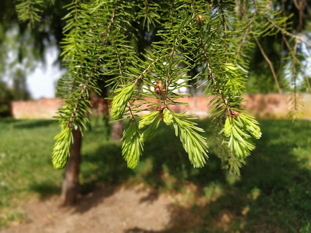 Bellissimi rami di abete lucido sfondo naturale aghi di conifere sottili sfondo di rami di albero di natale parzialmente sfocato