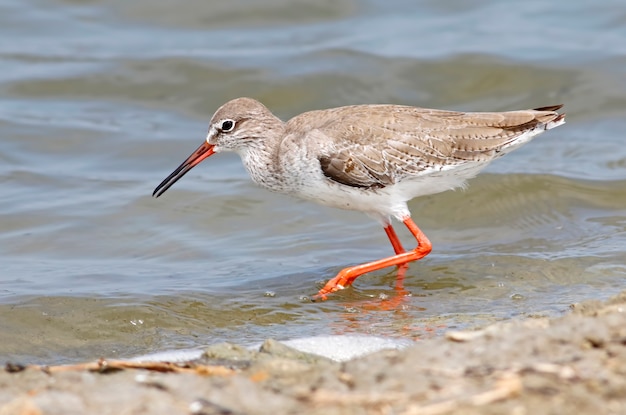 태국의 아름다운 Shorebirds