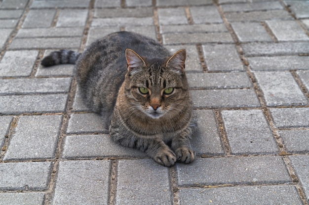 Красивая короткошерстная кошка, лежащая на земле на открытом воздухе.