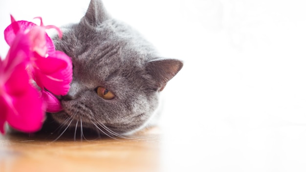 Beautiful shorthaired British cat lying on the floor resting