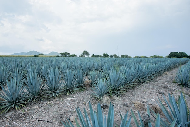 Beautiful shot of an Agaves Tequila plants in Mexico in an agricultural field