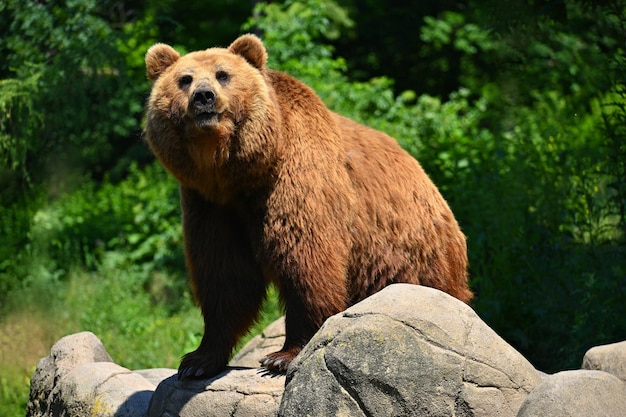 Foto bellissimo scatto di un animale in natura orso bruno ursus arctos