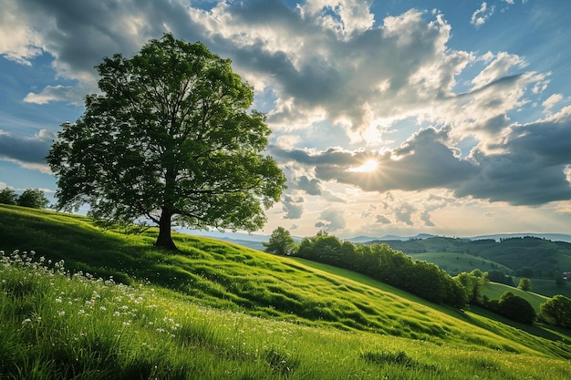 Beautiful shot of a big tree in a green hill and the cloudy sky